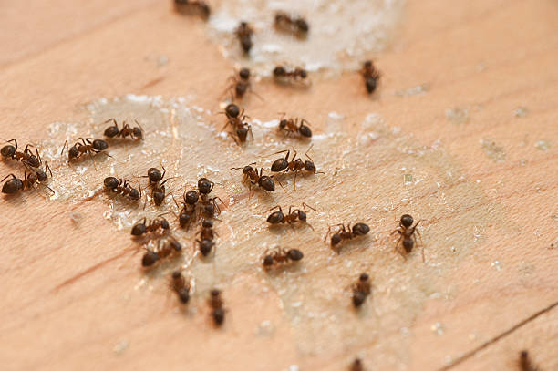 Best Flea Control Services  in Crugers, NY